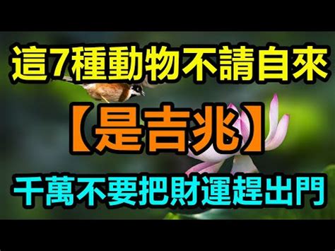 象徵財富的動物|與動物相玉 